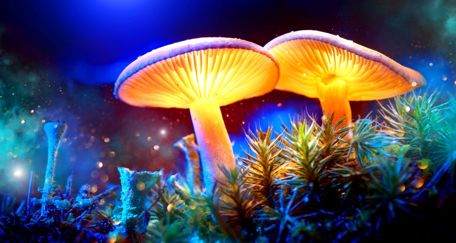 Glowing Fungi Magic Mushrooms