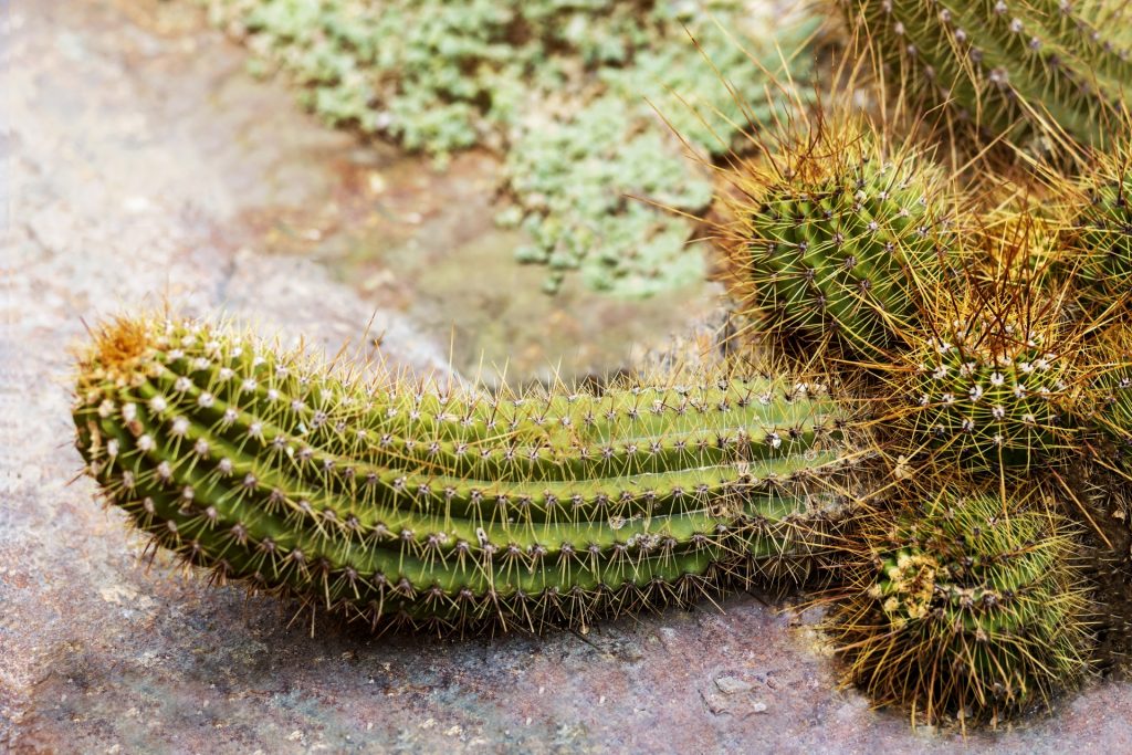 Masculinity Cactus Testicles Penis